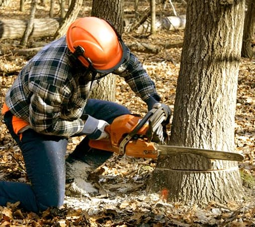 Tree Removal in Trevett, ME